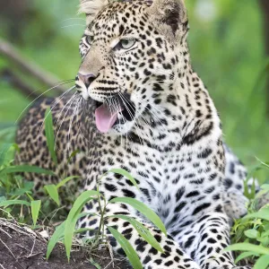 African Leopard (Panthera pardus) lying down in forest and yawning