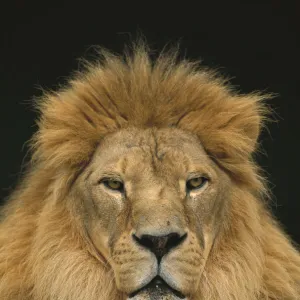 African Lion (Panthera leo) male, Washington Park Zoo, Portland, Oregon