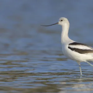 American Avocet (Recurvirostra americana), Alberta, Canada