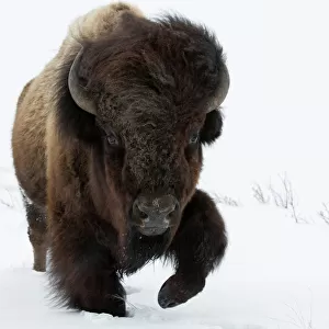 American Bison (Bison bison) male foraging in Yellowstone National Park, USA, Wyoming