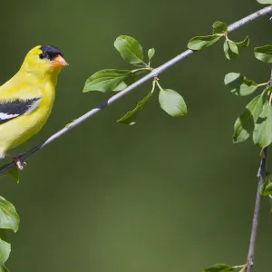 American Goldfinch (Spinus tristis) male, Ontario, Canada