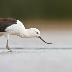 Andean Avocet (Recurvirostra andina) foraging, Bolivia