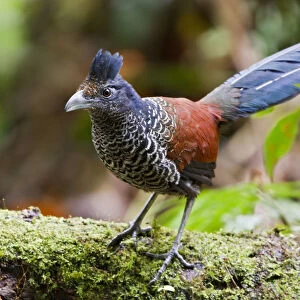 Banded Ground Cuckoo (Neomorphus radiolosus), Ecuador