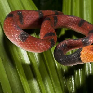 Banded Tree Snake (Tripanurgos compressus), Yasuni National Park, Amazon Rainforest