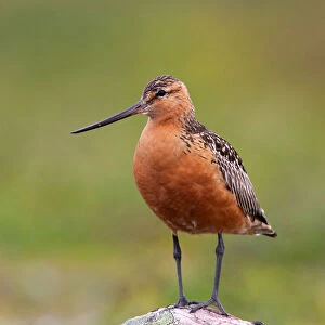 Bar-tailed Godwit (Limosa lapponica) male, Finnmark, Norway
