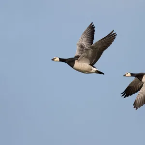 Barnacle Goose (Branta leucopsis) couple in flight against the sky, Lauwersmeer, Ezumakeeg