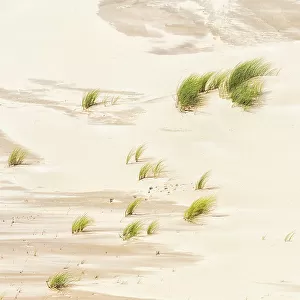 Beachgrass growing in the dunes, Kennemerduinen, Noord-Holland, The Netherlands