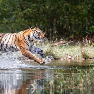Bengal Tiger (Panthera tigris tigris) running through the water