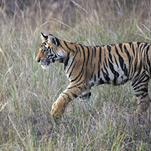 Bengal Tiger (Panthera tigris tigris) cub in long grasses, India, Madhya Pradesh