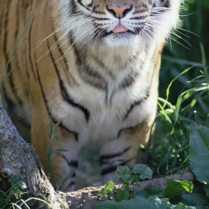 Bengal Tiger (Panthera tigris tigris) portrait, at Woodland Park Zoo, Seattle, Washington