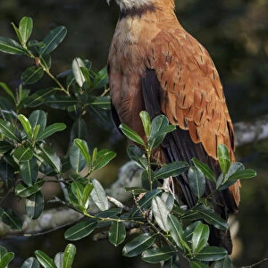 Black-collared Hawk (Busarellus nigricollis) perched on a branch, Pantanal, Brazil