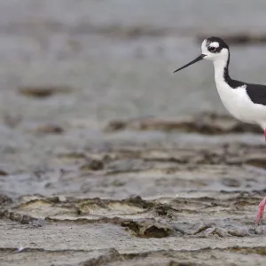 Black-necked Stilt (Himantopus mexicanus), Ecuador