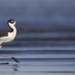 Black-necked Stilt (Himantopus mexicanus), California, USA