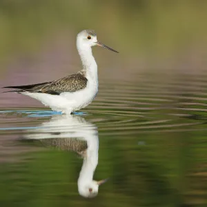 Black-winged Stilt (Himantopus himantopus) juvenile foraging, Tuscany, Italy