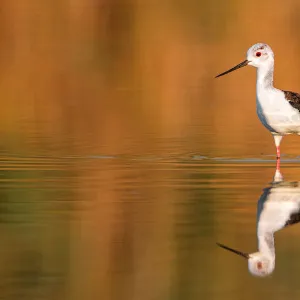 Black-winged Stilt (Himantopus himantopus), juvenile, Spain