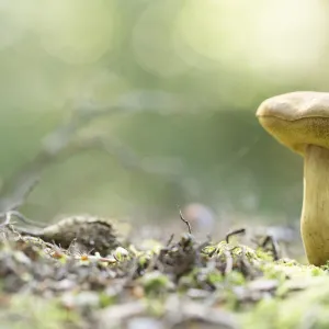 Bolete (Boletaceae) growing, The Netherlands, Groningen