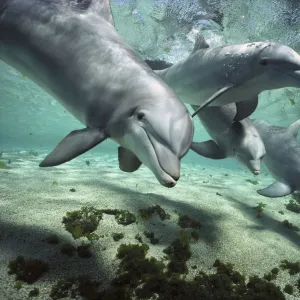 Dolphins