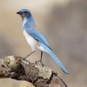 California Scrub Jay (Aphelocoma californica), California, USA