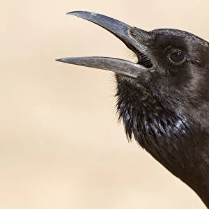 Cape Crow (Corvus capensis), Northern Cape, Kgalagadi Transfrontier Park, South Africa