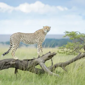 Cheetah (Acinonix jubatus) standing on fallen tree, Msai Mara National Reserve, Kenya