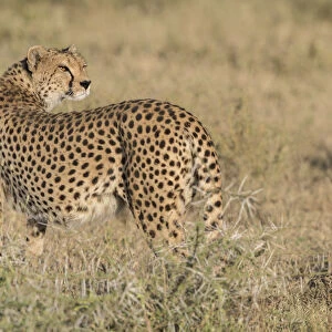 Cheetah (Acinonyx jubatus) looking back, Ngorongoro Conservation Area, Tanzania