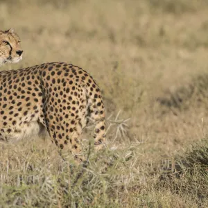 Cheetah (Acinonyx jubatus) looking back, Ngorongoro Conservation Area, Tanzania