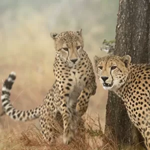 Cheetah (Acinonyx jubatus) pair, adults, South Africa, Mpumalanga, Kruger National Park