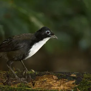 Chowchilla (Orthonyx spaldingii) male, Queensland, Australia