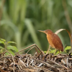 Bitterns Gallery: Cinnamon Bittern