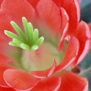 Claret Cup Cactus (Echinocereus triglochidiatus) flower, Arizona