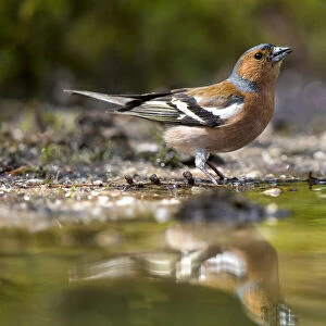 Common Chaffinch (Fringilla coelebs) male drinking, The Netherlands