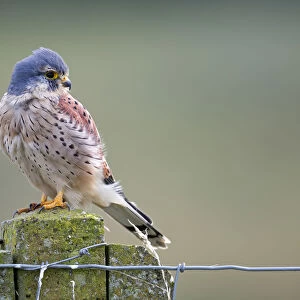 Common Kestrel (Falco tinnunculus) male perched on top of a stone fence post looking over shoulder