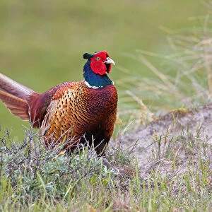 Common Pheasant (Phasianus colchicus) male, Texel, The Netherlands