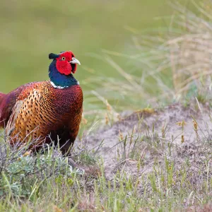 Common Pheasant (Phasianus colchicus) male, Texel, The Netherlands