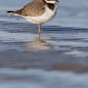 Common Ringed Plover (Charadrius hiaticula) resting on the beach, beach IJmuiden, The Netherlands