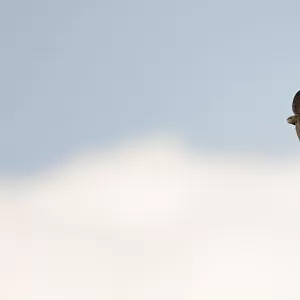 Common Swift (Apus apus) flying, North Rhine-Westphalia, Germany