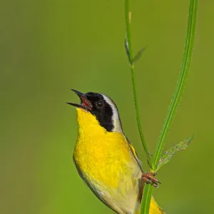 Common Yellowthroat (Geothlypis trichas) singing, Texas, USA