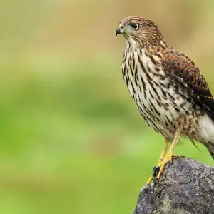 Coopers Hawk (Accipiter cooperii), Canada