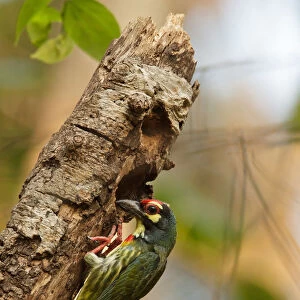 Asian Barbets Collection: Coppersmith Barbet