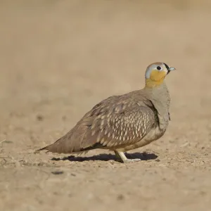 Crowned Sandgrouse (Pterocles coronatus) male, Morocco