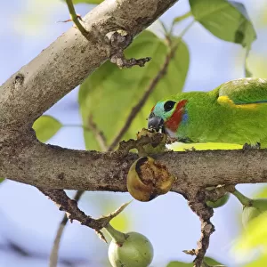 Double-eyed Fig Parrot (Cyclopsitta diophthalma macleayana) male perched on a branch