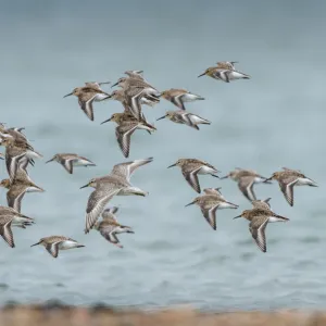 Dunlin (Calidris alpina) flying, Schleswig-Holstein, Germany