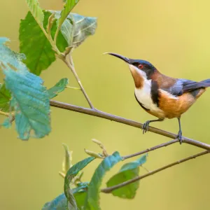 Eastern Spinebill (Acanthorhynchus tenuirostris) male, Victoria, Australia