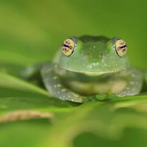 Elenas Bright-eyed Frog (Boophis elenae), Ranomafana National Park, Madagascar