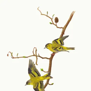 Eurasian Siskins (Carduelis spinus) on a branch of Alder (Alnus glutinosa) ready to