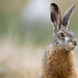 European Hare(Lepus europaeus) portrait, looking at the camera, The Netherlands, Zeeland