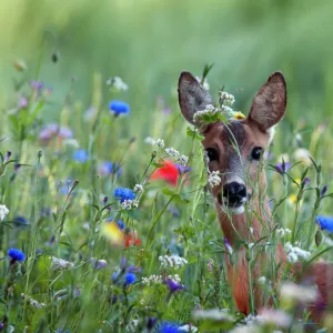 European Roe Deer (Capreolus capreolus) doe foraging in field of colorful wild flowers