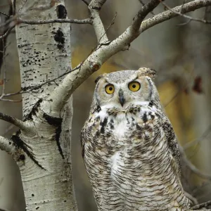 Great Horned Owl (Bubo virginianus) pale form, perched in tree, Alberta, Canada