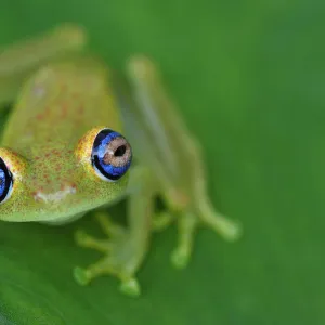 Green Bright-eyed Frog (Boophis viridis), Andasibe-Mantadia National Park, Madagascar