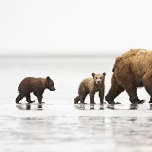 Grizzly Bear (Ursus arctos horribilis) with two first year cubs on muddy estuary at low